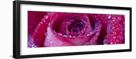 Rose Bloom with Drops of Water-Uwe Merkel-Framed Photographic Print