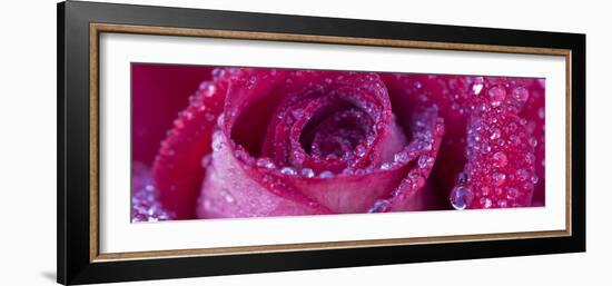 Rose Bloom with Drops of Water-Uwe Merkel-Framed Photographic Print