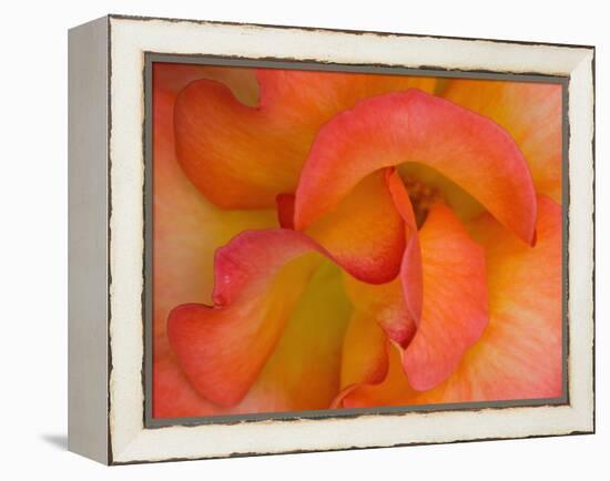 Rose Bloom, Woodland Park Zoo, Rose Garden, Seattle, Washington, USA-Darrell Gulin-Framed Premier Image Canvas