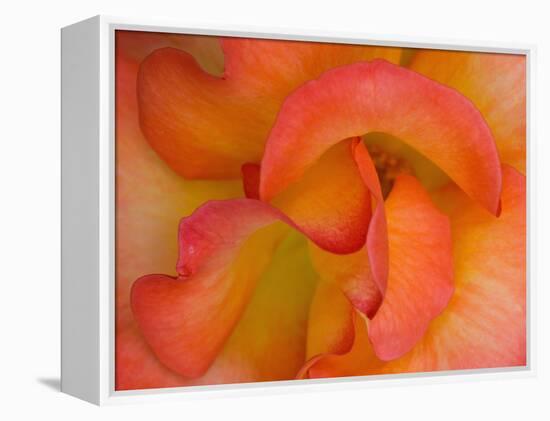 Rose Bloom, Woodland Park Zoo, Rose Garden, Seattle, Washington, USA-Darrell Gulin-Framed Premier Image Canvas