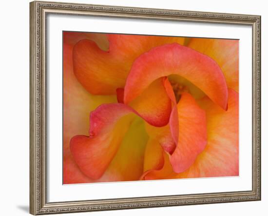 Rose Bloom, Woodland Park Zoo, Rose Garden, Seattle, Washington, USA-Darrell Gulin-Framed Photographic Print