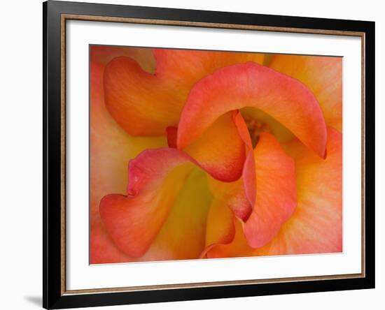 Rose Bloom, Woodland Park Zoo, Rose Garden, Seattle, Washington, USA-Darrell Gulin-Framed Photographic Print