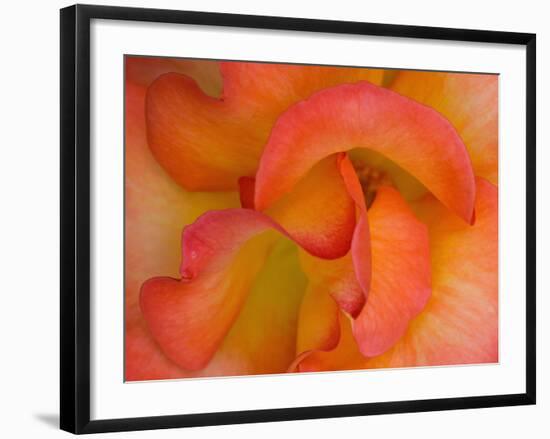 Rose Bloom, Woodland Park Zoo, Rose Garden, Seattle, Washington, USA-Darrell Gulin-Framed Photographic Print