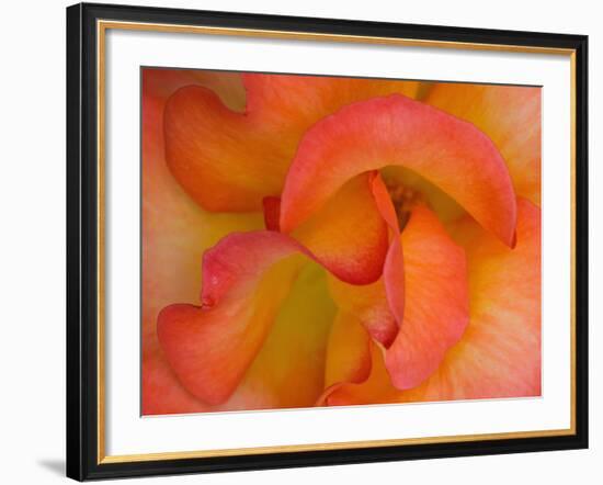 Rose Bloom, Woodland Park Zoo, Rose Garden, Seattle, Washington, USA-Darrell Gulin-Framed Photographic Print