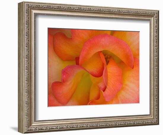 Rose Bloom, Woodland Park Zoo, Rose Garden, Seattle, Washington, USA-Darrell Gulin-Framed Photographic Print