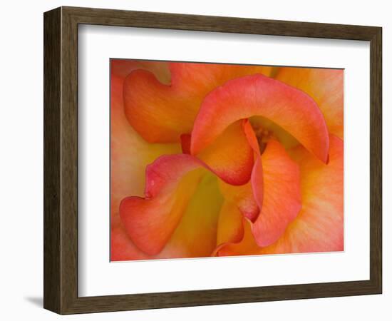 Rose Bloom, Woodland Park Zoo, Rose Garden, Seattle, Washington, USA-Darrell Gulin-Framed Photographic Print