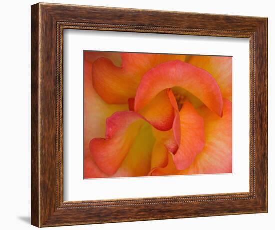 Rose Bloom, Woodland Park Zoo, Rose Garden, Seattle, Washington, USA-Darrell Gulin-Framed Photographic Print