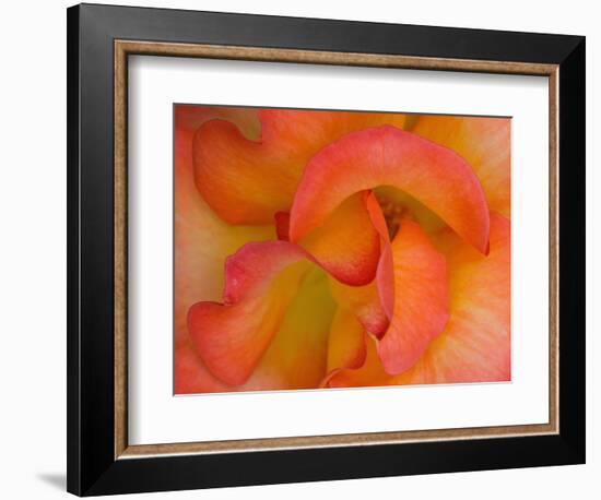 Rose Bloom, Woodland Park Zoo, Rose Garden, Seattle, Washington, USA-Darrell Gulin-Framed Photographic Print