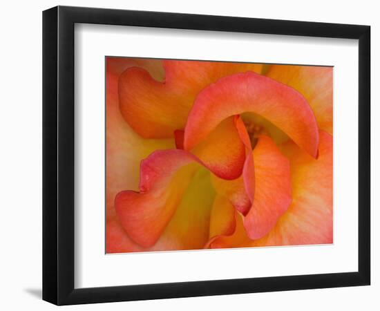 Rose Bloom, Woodland Park Zoo, Rose Garden, Seattle, Washington, USA-Darrell Gulin-Framed Photographic Print