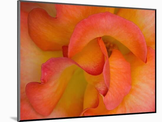 Rose Bloom, Woodland Park Zoo, Rose Garden, Seattle, Washington, USA-Darrell Gulin-Mounted Photographic Print