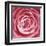 Rose Bloom-Ella Lancaster-Framed Giclee Print