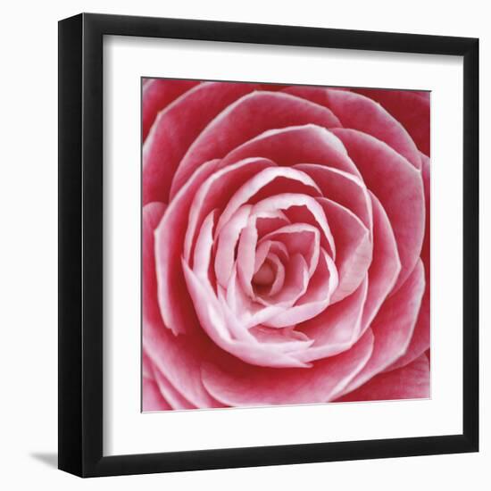 Rose Bloom-Ella Lancaster-Framed Giclee Print