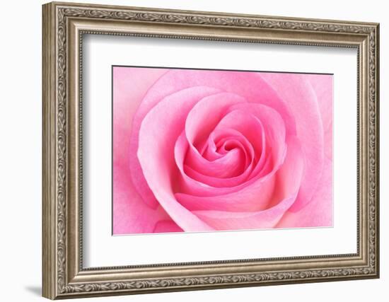 Rose Blossom, Pink, Close Up-Herbert Kehrer-Framed Photographic Print