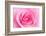 Rose Blossom, Pink, Close Up-Herbert Kehrer-Framed Photographic Print