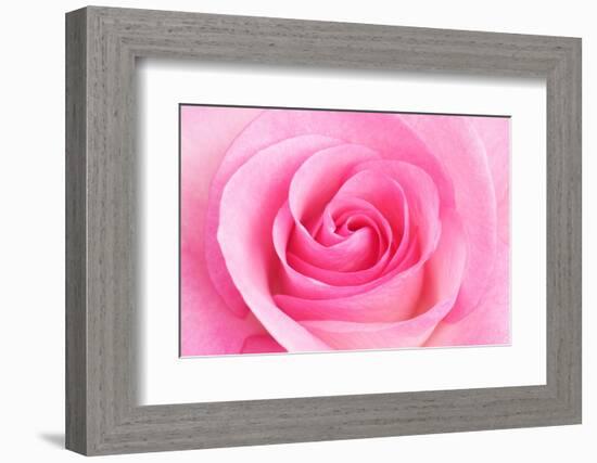 Rose Blossom, Pink, Close Up-Herbert Kehrer-Framed Photographic Print