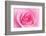 Rose Blossom, Pink, Close Up-Herbert Kehrer-Framed Photographic Print