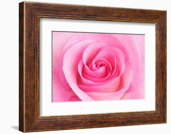 Rose Blossom, Pink, Close Up-Herbert Kehrer-Framed Photographic Print