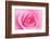 Rose Blossom, Pink, Close Up-Herbert Kehrer-Framed Photographic Print