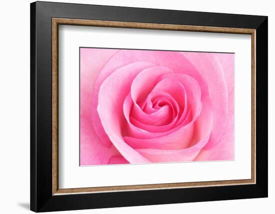 Rose Blossom, Pink, Close Up-Herbert Kehrer-Framed Photographic Print