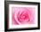 Rose Blossom, Pink, Close Up-Herbert Kehrer-Framed Photographic Print