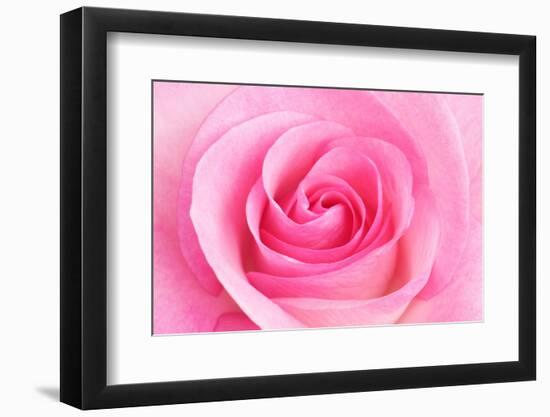 Rose Blossom, Pink, Close Up-Herbert Kehrer-Framed Photographic Print