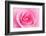 Rose Blossom, Pink, Close Up-Herbert Kehrer-Framed Photographic Print
