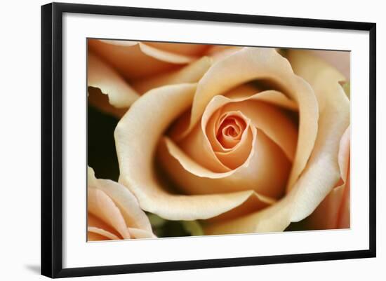 Rose Blossom, Rose-Sweet Ink-Framed Premium Photographic Print