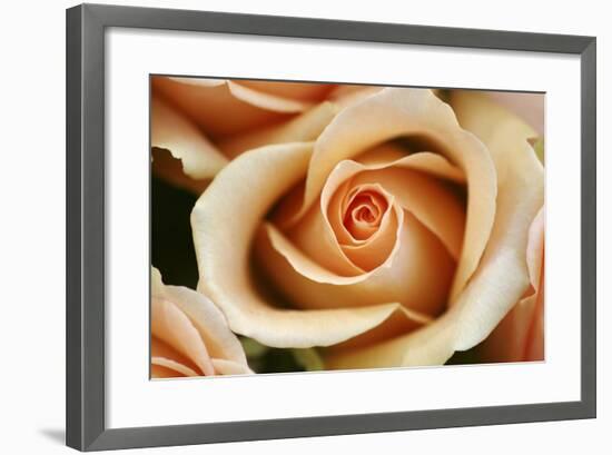 Rose Blossom, Rose-Sweet Ink-Framed Premium Photographic Print