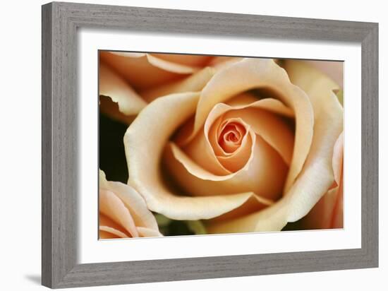 Rose Blossom, Rose-Sweet Ink-Framed Photographic Print