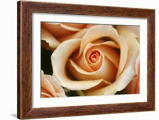 Rose Blossom, Rose-Sweet Ink-Framed Photographic Print