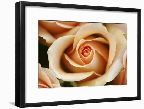 Rose Blossom, Rose-Sweet Ink-Framed Photographic Print