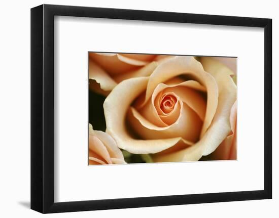 Rose Blossom, Rose-Sweet Ink-Framed Photographic Print