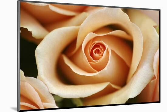 Rose Blossom, Rose-Sweet Ink-Mounted Photographic Print