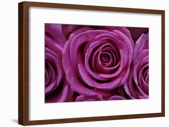 Rose Blossom, Rose-Sweet Ink-Framed Photographic Print