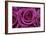 Rose Blossom, Rose-Sweet Ink-Framed Photographic Print