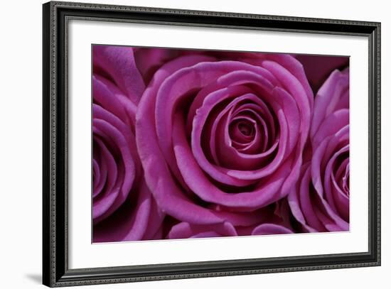 Rose Blossom, Rose-Sweet Ink-Framed Premium Photographic Print