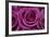 Rose Blossom, Rose-Sweet Ink-Framed Premium Photographic Print