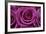 Rose Blossom, Rose-Sweet Ink-Framed Premium Photographic Print