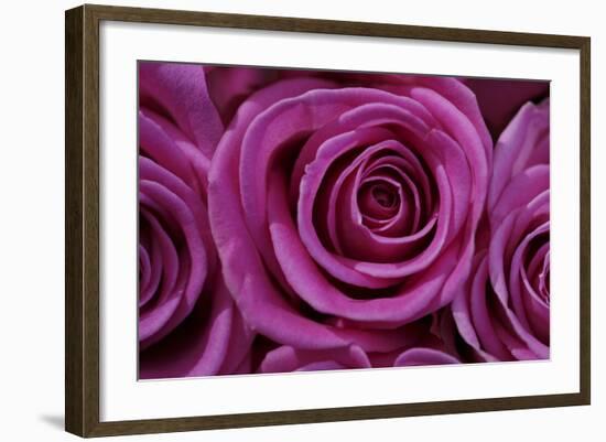 Rose Blossom, Rose-Sweet Ink-Framed Premium Photographic Print