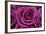 Rose Blossom, Rose-Sweet Ink-Framed Premium Photographic Print