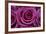 Rose Blossom, Rose-Sweet Ink-Framed Premium Photographic Print