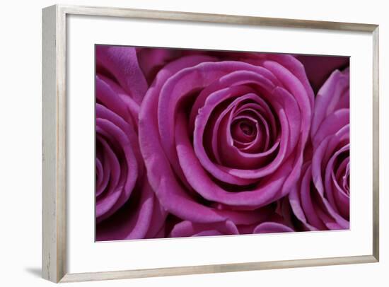 Rose Blossom, Rose-Sweet Ink-Framed Premium Photographic Print