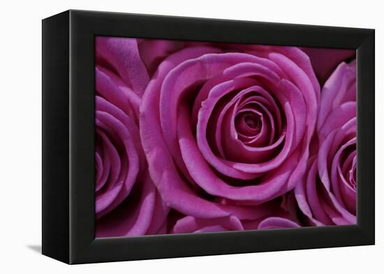 Rose Blossom, Rose-Sweet Ink-Framed Premier Image Canvas