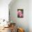 Rose, Blossoms, Bud, Medium Close-Up-Brigitte Protzel-Premium Photographic Print displayed on a wall