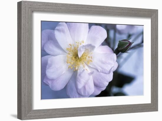 Rose 'Blush Noisette'-Maxine Adcock-Framed Photographic Print