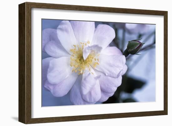 Rose 'Blush Noisette'-Maxine Adcock-Framed Photographic Print