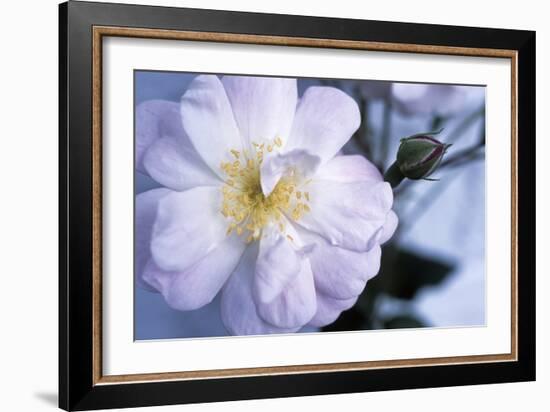 Rose 'Blush Noisette'-Maxine Adcock-Framed Photographic Print