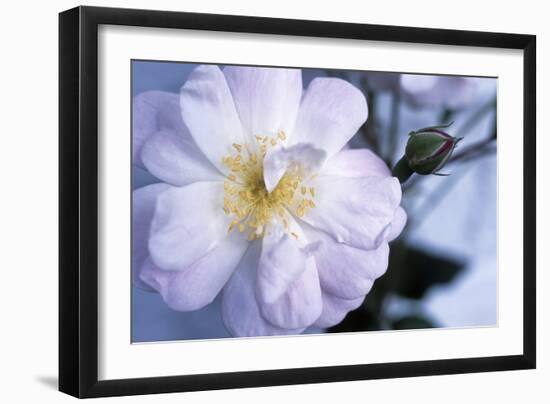 Rose 'Blush Noisette'-Maxine Adcock-Framed Photographic Print