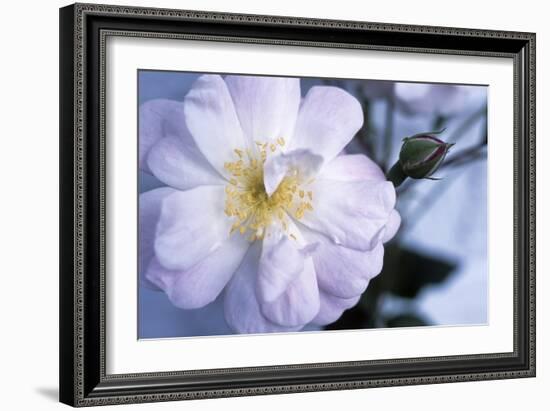 Rose 'Blush Noisette'-Maxine Adcock-Framed Photographic Print