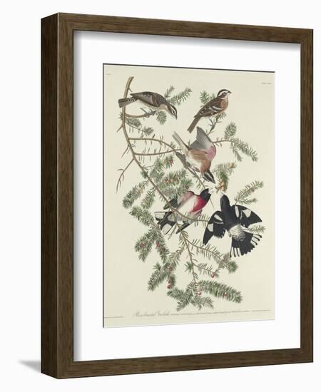 Rose-breasted Grosbeak, 1832-John James Audubon-Framed Premium Giclee Print